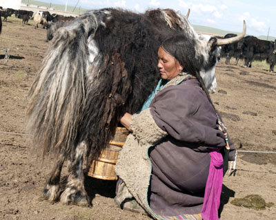 Yak cow bing milked in Tibet